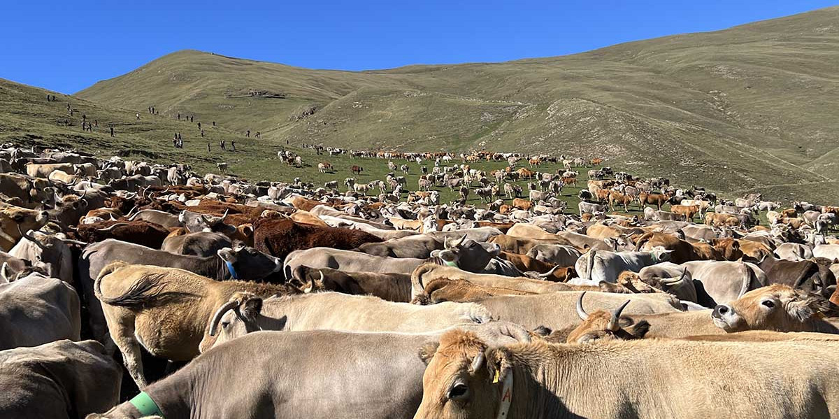 As vacas da montanha de Llessui deixam a ‘segunda residência’